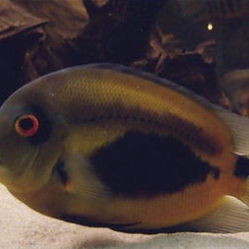 大吉大利黑云魚能長多大，能活幾年，大吉大利黑,大吉大利黑云魚的價格是多少
