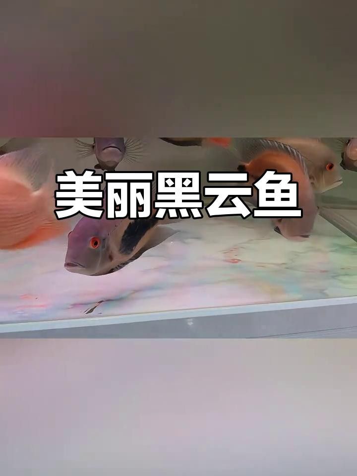 大吉大利黑云魚能長多大，能活幾年，大吉大利黑,大吉大利黑云魚的價格是多少