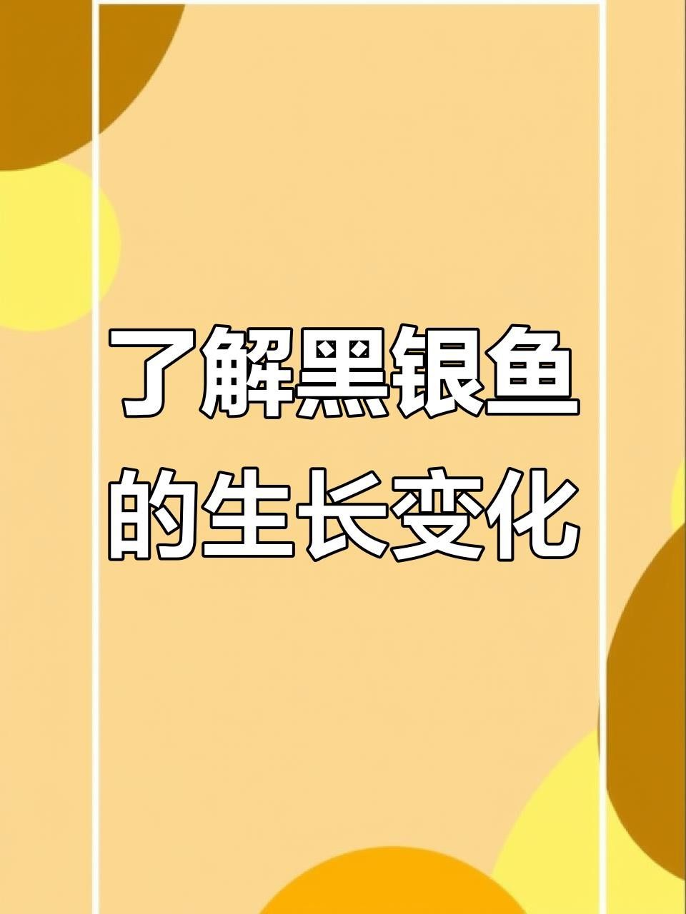 大吉大利黑云魚能長多大，能活幾年，大吉大利黑,大吉大利黑云魚的價格是多少