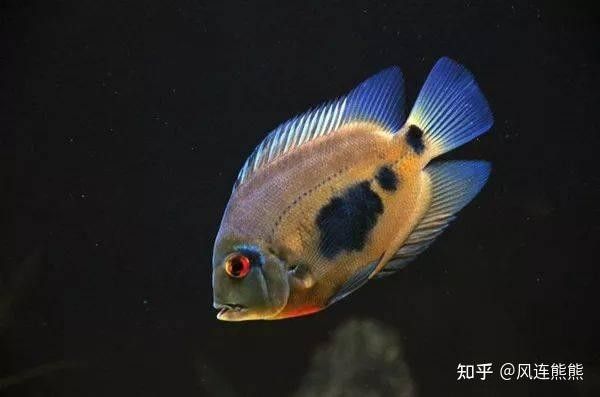 大吉大利黑云魚能長多大，能活幾年，大吉大利黑,大吉大利黑云魚的價格是多少