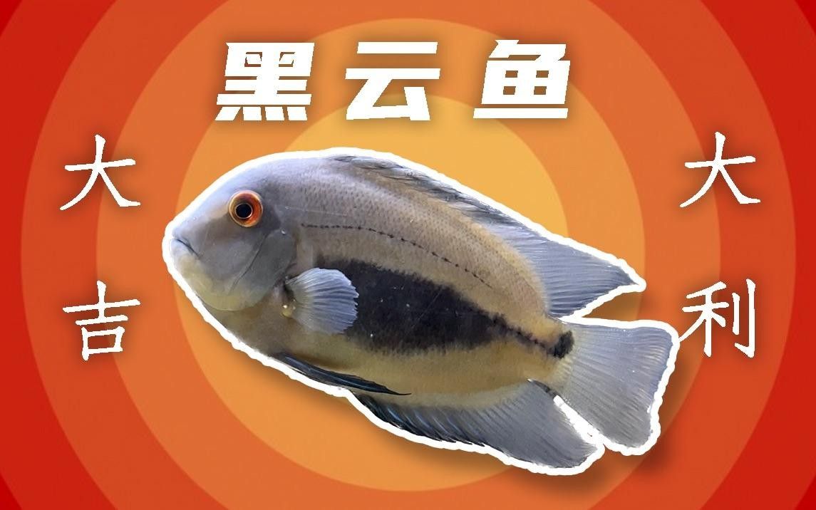 大吉大利黑云魚能長多大，能活幾年，大吉大利黑,大吉大利黑云魚的價格是多少