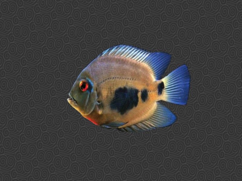 大吉大利黑云魚能長多大，能活幾年，大吉大利黑,大吉大利黑云魚的價格是多少