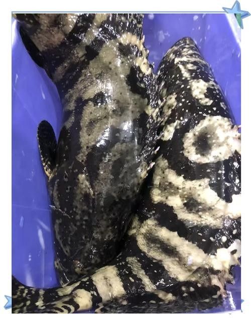 云龍魚的最佳烹飪方法是什么？，云龍魚的價格是多少？
