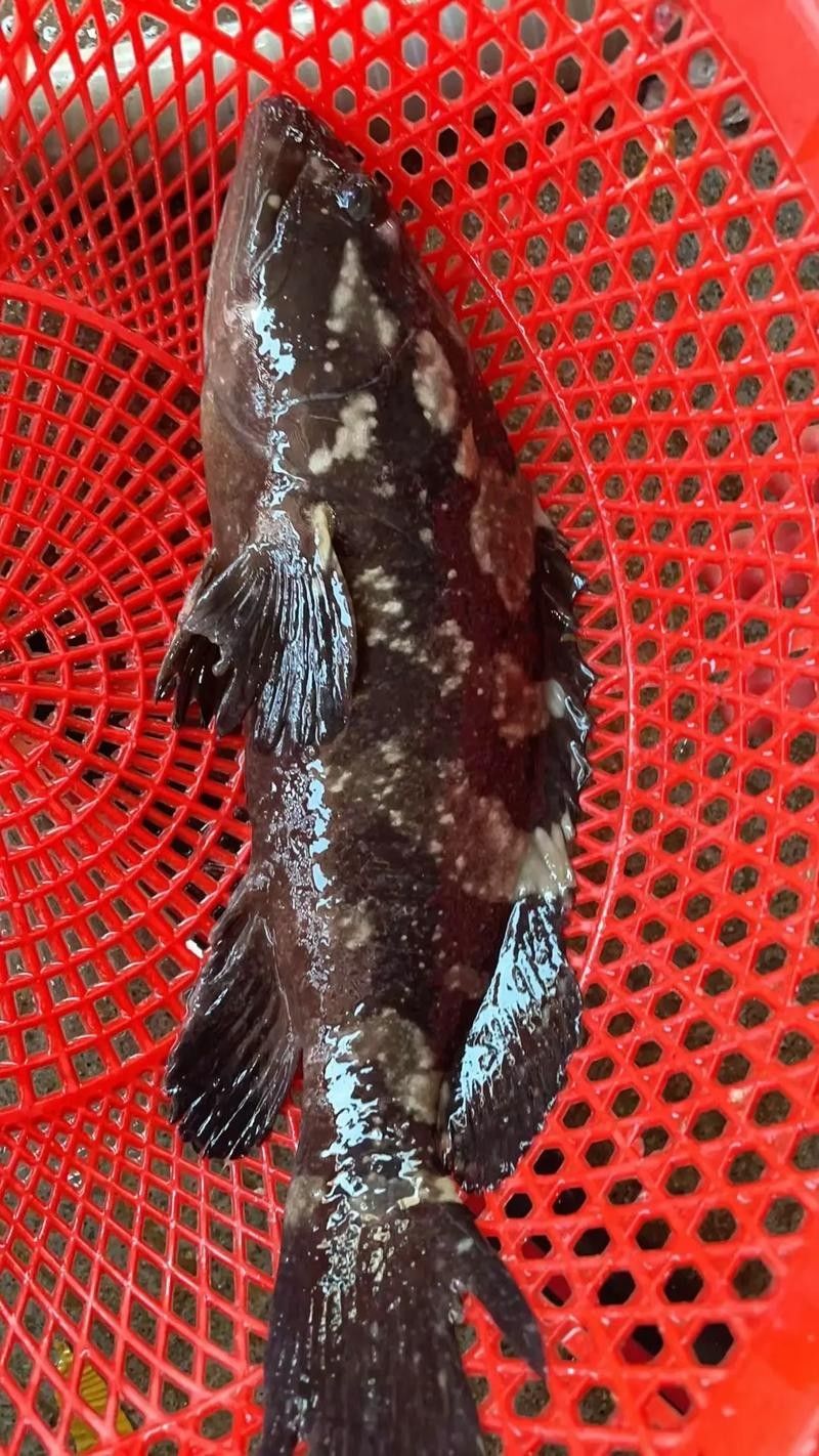云龍魚的最佳烹飪方法是什么？，云龍魚的價格是多少？