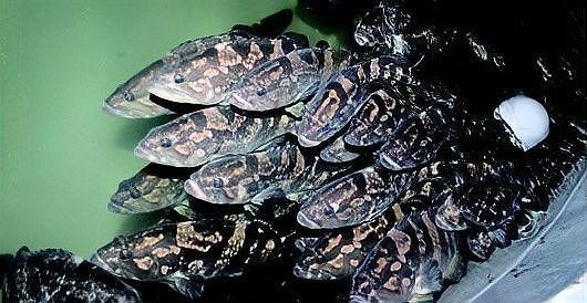 云龍魚的最佳烹飪方法是什么？，云龍魚的價格是多少？