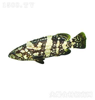 云龍魚(yú)的最佳烹飪方法是什么？，云龍魚(yú)的價(jià)格是多少？