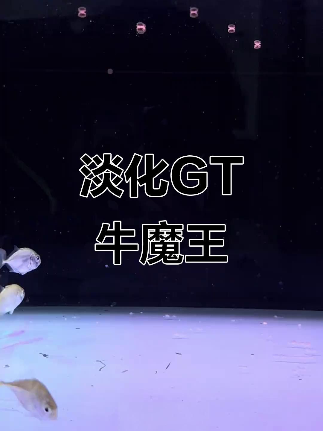 牛魔王魚的飼養方法，熱帶淡水觀賞魚牛魔王gt魚的受歡迎程度介紹