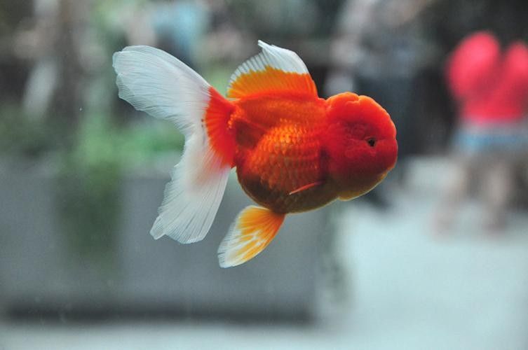 福州金魚品牌，你了解多少？，關(guān)于福州金魚的相關(guān)信息