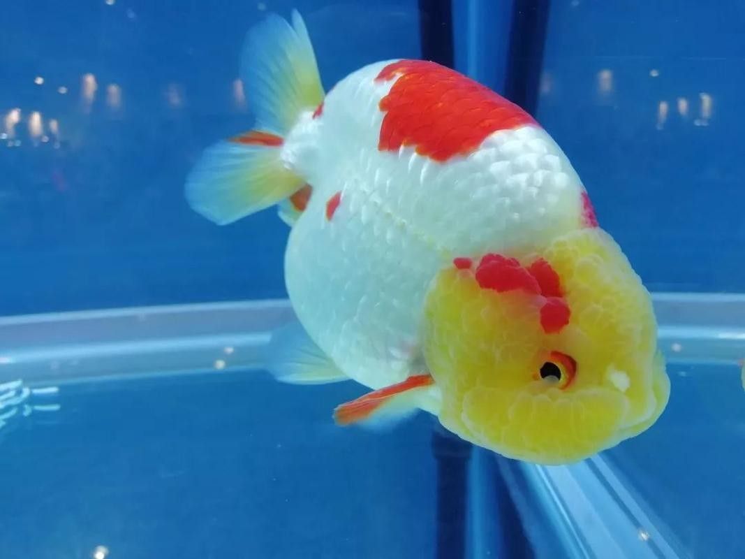 福州金魚品牌，你了解多少？，關(guān)于福州金魚的相關(guān)信息