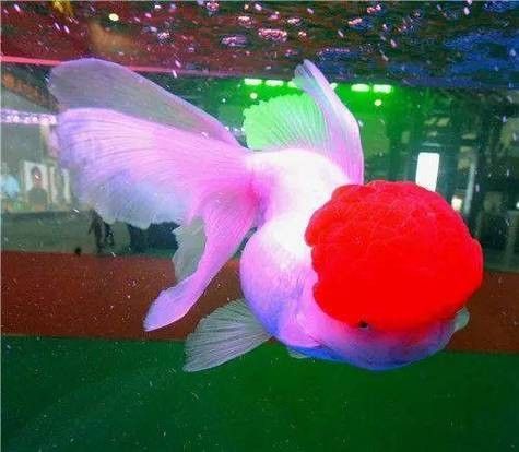 福州金魚品牌，你了解多少？，關于福州金魚的相關信息