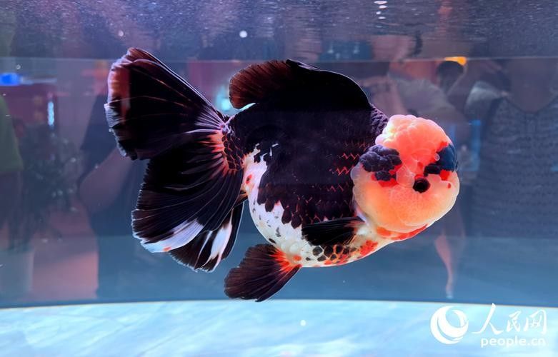福州金魚品牌，你了解多少？，關(guān)于福州金魚的相關(guān)信息