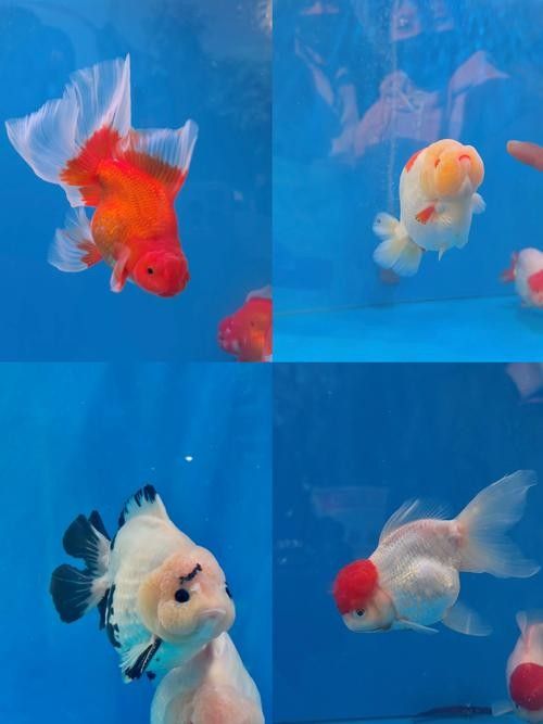 福州金魚品牌，你了解多少？，關(guān)于福州金魚的相關(guān)信息