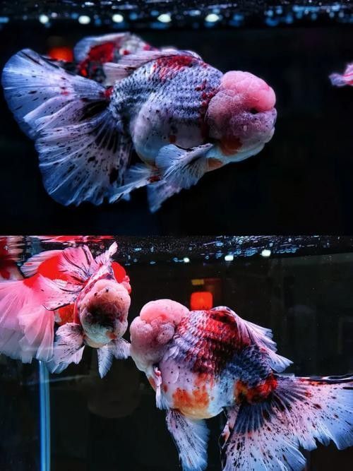 福州金魚品牌，你了解多少？，關(guān)于福州金魚的相關(guān)信息