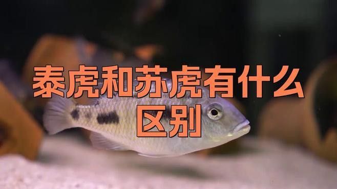 泰虎和蘇虎的區(qū)別，泰虎和蘇虎有什么區(qū)別泰虎和蘇虎哪個(gè)更有收藏價(jià)值 泰虎和蘇虎的區(qū)別，泰虎和蘇虎有什么區(qū)別泰虎和蘇虎哪個(gè)更有收藏價(jià)值 觀賞魚百科 第1張