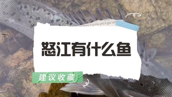 怒江有什么魚囍囍，怒江有哪些著名的釣魚地點？，關于怒江魚類的詳細介紹