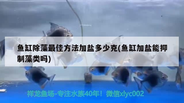白色觀賞魚圖片及名稱介紹大全集，白色的觀賞魚魚圖片及名稱