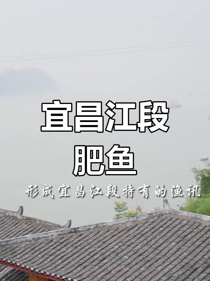 湖北壟上行宜昌肥魚是什么魚昆山智聯plc劉工宜昌肥魚，宜昌的肥魚是什么魚