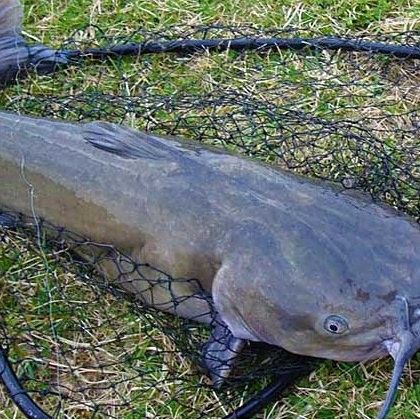 湖北壟上行宜昌肥魚是什么魚昆山智聯plc劉工宜昌肥魚，宜昌的肥魚是什么魚
