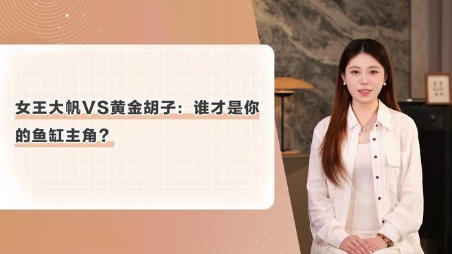 女王大帆魚是雜牌子嗎？如何區分女王大帆魚和雜牌子？，女王大帆魚并非雜牌子，而是一種特定的觀賞魚品種