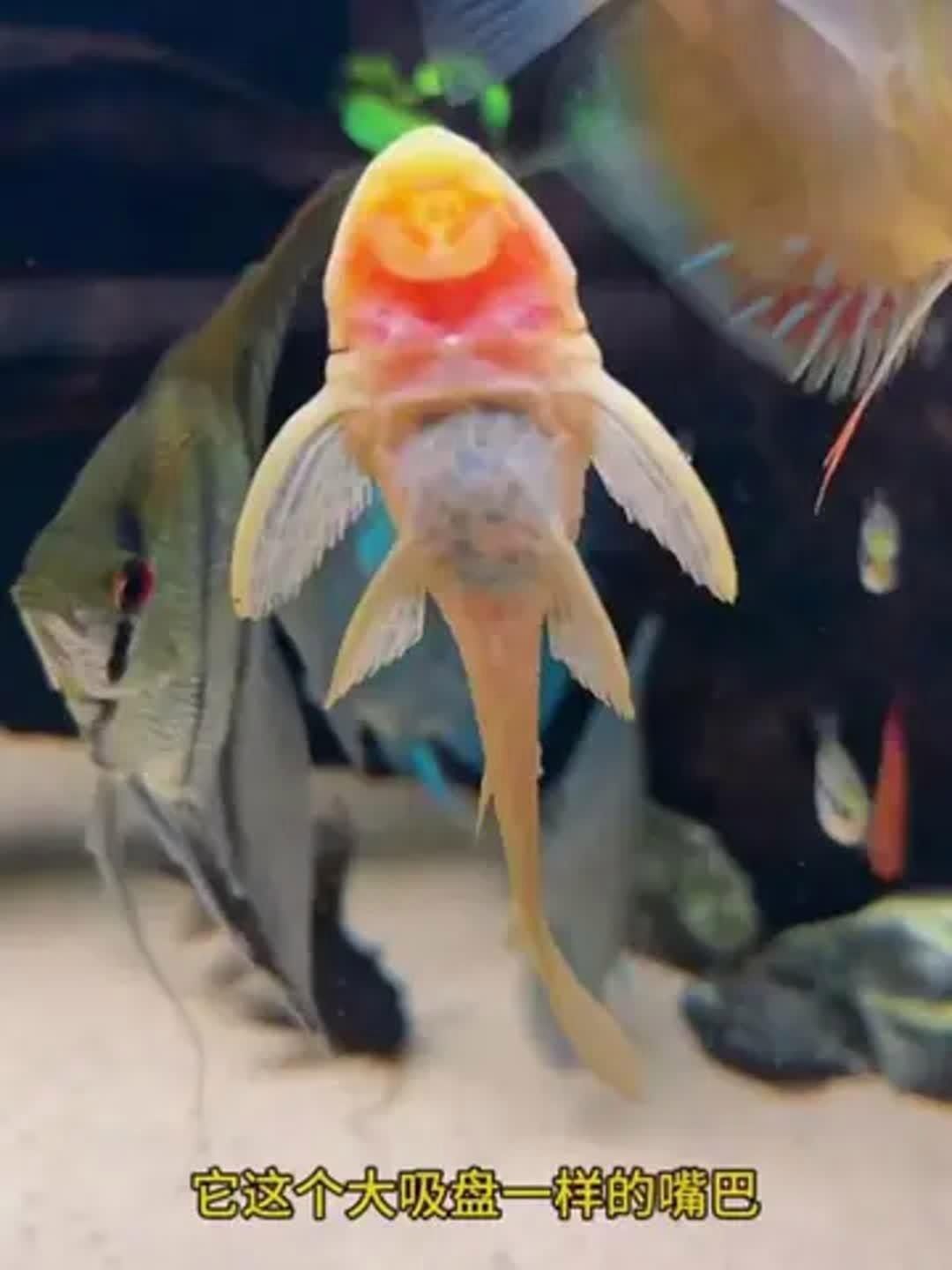 女王大帆魚是雜牌子嗎？如何區分女王大帆魚和雜牌子？，女王大帆魚并非雜牌子，而是一種特定的觀賞魚品種