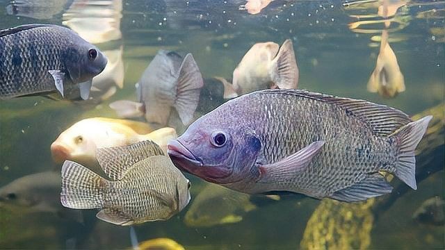龍魚鰓部發(fā)白怎么辦？，龍魚魚鰓發(fā)白怎么辦？