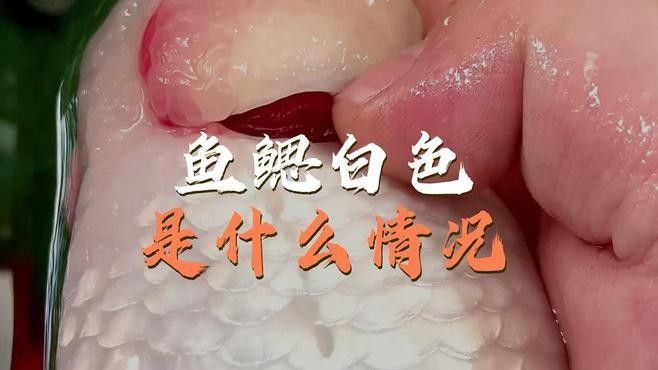 龍魚鰓部發(fā)白怎么辦？，龍魚魚鰓發(fā)白怎么辦？