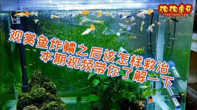 龍魚炸鱗是否需要換水以及相關治療方法的視頻講解信息，如何通過換水來處理龍魚的炸鱗問題 龍魚炸鱗是否需要換水以及相關治療方法的視頻講解信息，如何通過換水來處理龍魚的炸鱗問題 觀賞魚百科 第1張