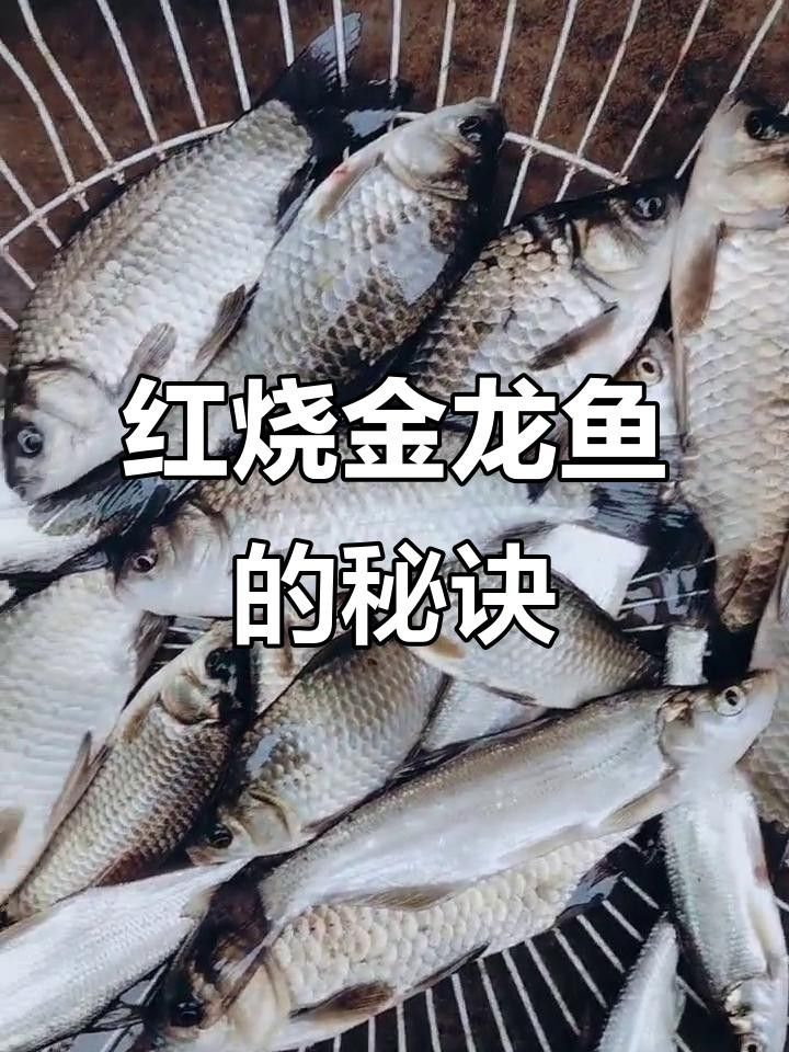 金龍魚紅燒做法大揭秘,斗魚小盆兒也能做出美味全民小視頻，紅燒金龍魚的做法大揭秘斗魚小盆兒也能做出美味全民小視頻 金龍魚紅燒做法大揭秘,斗魚小盆兒也能做出美味全民小視頻，紅燒金龍魚的做法大揭秘斗魚小盆兒也能做出美味全民小視頻 觀賞魚百科 第2張