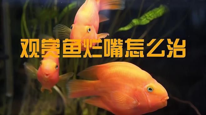 魚嘴巴一直張著不閉合可能由多種原因引起的應對建議，魚嘴一直張著不閉合怎么辦