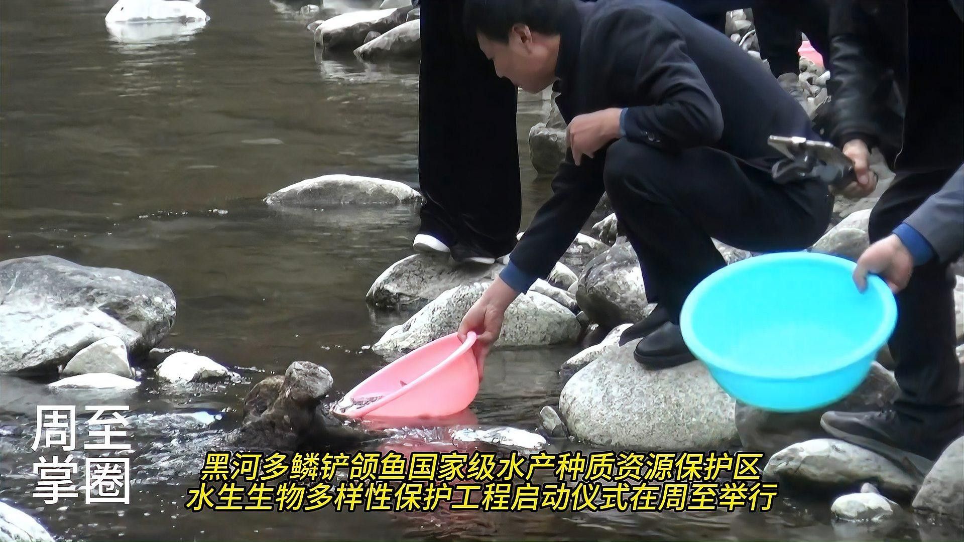 周至黑河是否允許釣魚？周至黑河有哪些特色魚種？，周至黑河多鱗鏟頜魚國家級水產(chǎn)種質(zhì)資源保護區(qū)開展保護