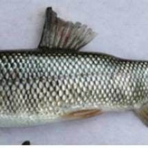 周至黑河是否允許釣魚？周至黑河有哪些特色魚種？，周至黑河多鱗鏟頜魚國家級水產(chǎn)種質(zhì)資源保護區(qū)開展保護