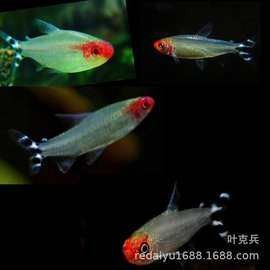 上饒縣紅龍魚飼養技巧:水質管理全民小視頻展開，上饒縣紅龍魚養殖技巧:水質管理全民小視頻展開
