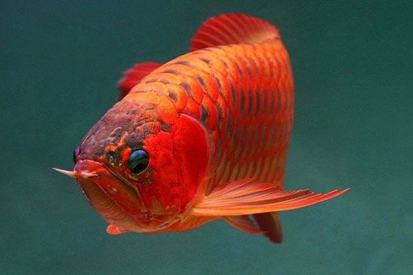 上饒縣紅龍魚飼養技巧:水質管理全民小視頻展開，上饒縣紅龍魚養殖技巧:水質管理全民小視頻展開