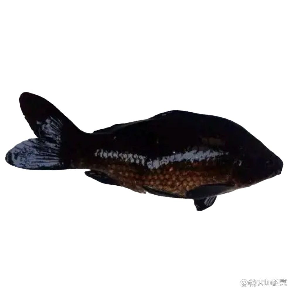 上饒縣紅龍魚飼養技巧:水質管理全民小視頻展開，上饒縣紅龍魚養殖技巧:水質管理全民小視頻展開