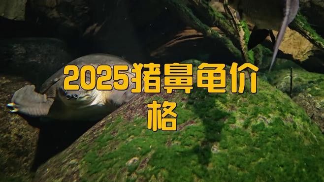 2025年豬鼻龜價格預測，2025年豬鼻龜價格大幅上漲背后原因揭秘