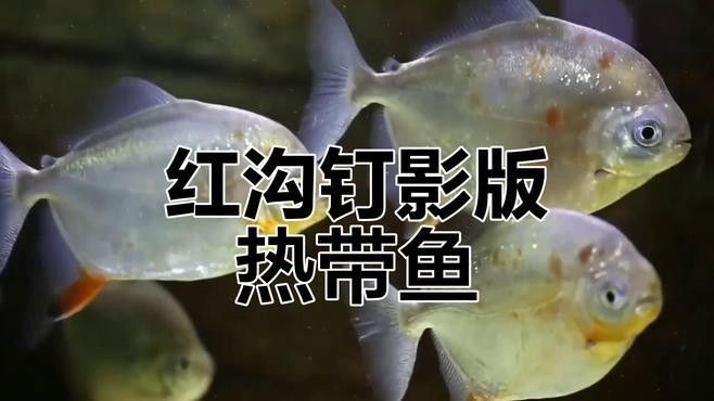 紅勾銀版魚最害怕哪些魚？，紅勾銀版魚在混養(yǎng)時需特別注意以下三種可能對其造成威脅的魚類