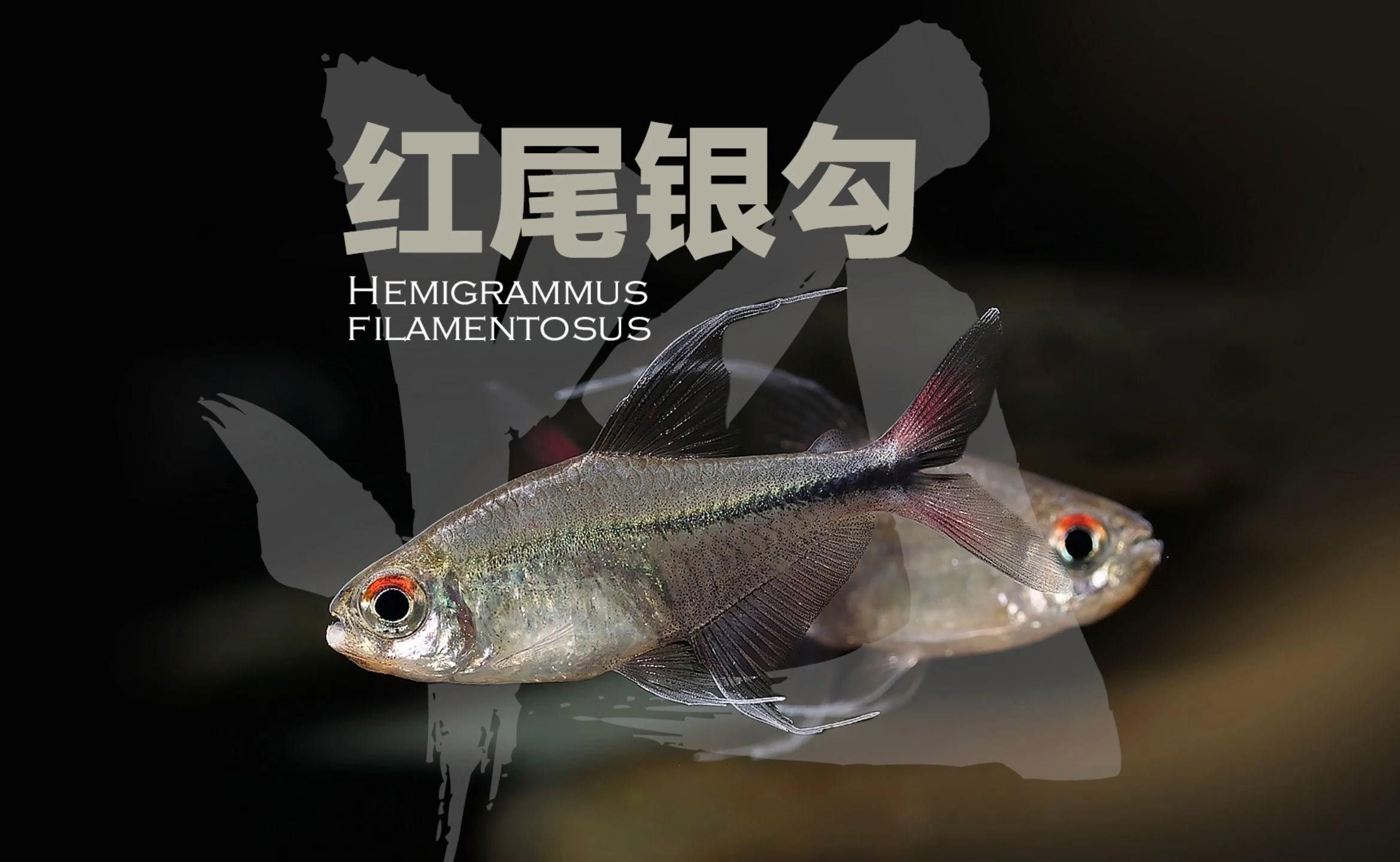 紅勾銀版魚最害怕哪些魚？，紅勾銀版魚在混養(yǎng)時需特別注意以下三種可能對其造成威脅的魚類