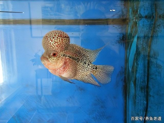 紅勾銀版魚最害怕哪些魚？，紅勾銀版魚在混養(yǎng)時需特別注意以下三種可能對其造成威脅的魚類