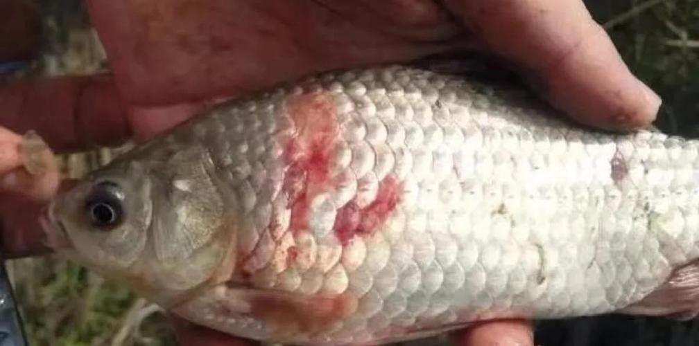 鯉魚常見病的癥狀及對應圖片資源，鯉魚常見病的圖解指南，關于鯉魚常見病的圖解指南