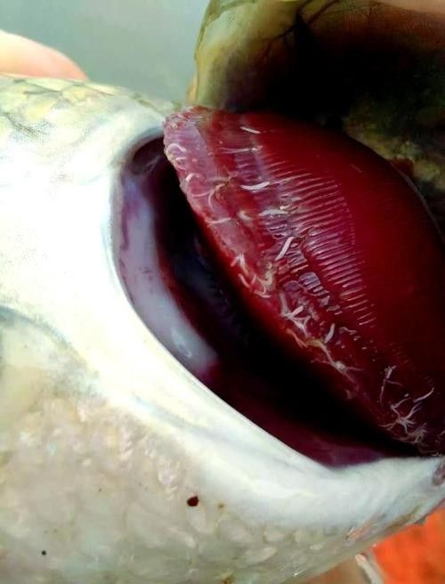 鯉魚常見病的癥狀及對應圖片資源，鯉魚常見病的圖解指南，關于鯉魚常見病的圖解指南