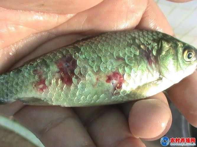 鯉魚常見病的癥狀及對應圖片資源，鯉魚常見病的圖解指南，關于鯉魚常見病的圖解指南