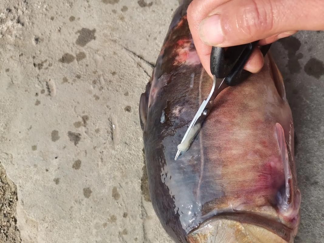 鯉魚常見病的癥狀及對應圖片資源，鯉魚常見病的圖解指南，關于鯉魚常見病的圖解指南
