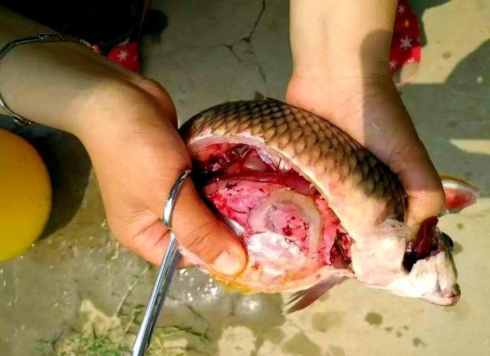 鯉魚常見病的癥狀及對應圖片資源，鯉魚常見病的圖解指南，關于鯉魚常見病的圖解指南