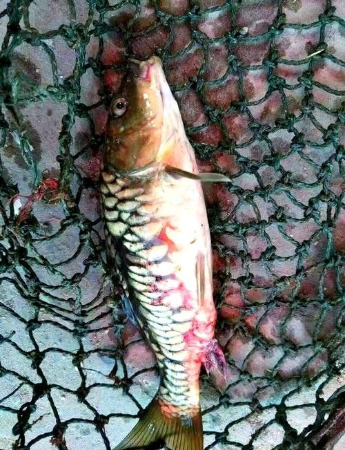 鯉魚常見病的癥狀及對應圖片資源，鯉魚常見病的圖解指南，關于鯉魚常見病的圖解指南