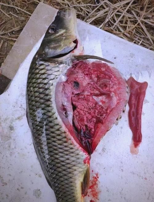 鯉魚常見病的癥狀及對應圖片資源，鯉魚常見病的圖解指南，關于鯉魚常見病的圖解指南