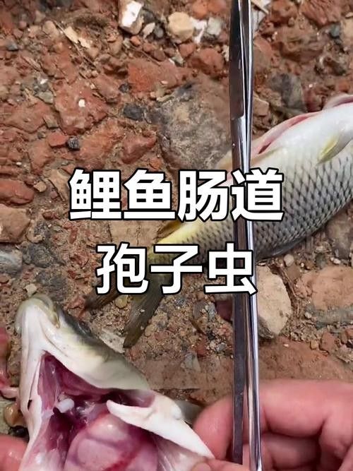 鯉魚常見病的癥狀及對應圖片資源，鯉魚常見病的圖解指南，關于鯉魚常見病的圖解指南