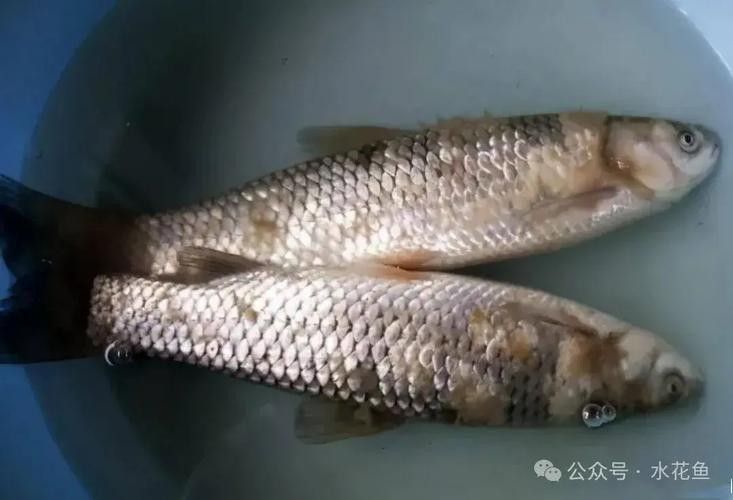 鯉魚常見病的癥狀及對應圖片資源，鯉魚常見病的圖解指南，關于鯉魚常見病的圖解指南