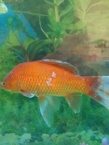鯉魚常見病的癥狀及對應圖片資源，鯉魚常見病的圖解指南，關于鯉魚常見病的圖解指南