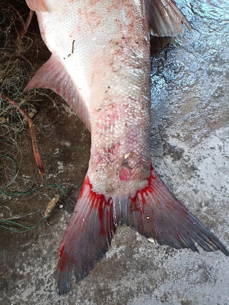 鯉魚常見病的癥狀及對應圖片資源，鯉魚常見病的圖解指南，關于鯉魚常見病的圖解指南