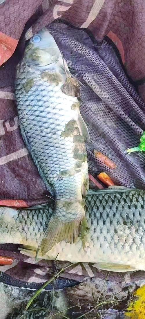 鯉魚常見病的癥狀及對應圖片資源，鯉魚常見病的圖解指南，關于鯉魚常見病的圖解指南